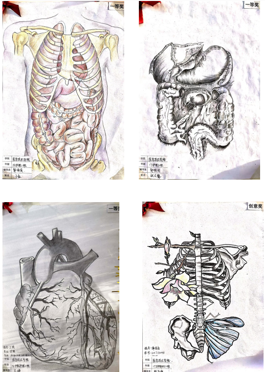 伊春職業(yè)學(xué)院醫(yī)學(xué)技術(shù)學(xué)院首屆“正常人體結(jié)構(gòu)”繪圖比賽圓滿落幕